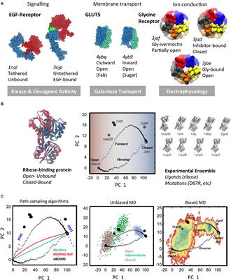 Large-Scale Conformational Changes and Protein Function: Breaking the in silico Barrier